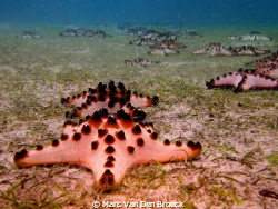 the Chocolate Chip Sea Star by Marc Van Den Broeck 